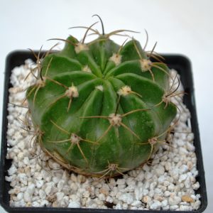 Lobivia obrepanda v. calyantholilacyna