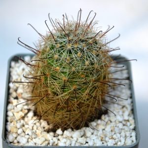 Mammillaria wilcoxii