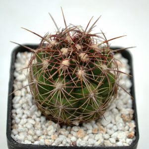 Thelocactus bicolor