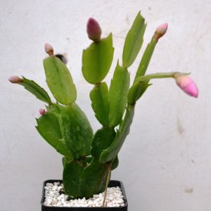 Schlumbergera