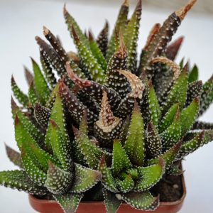 Haworthia attenuata cv. " Enon"-дітка з куща