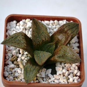 Haworthia pygmaea x magnifica