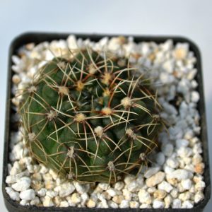 Gymnocalycium quehlianum