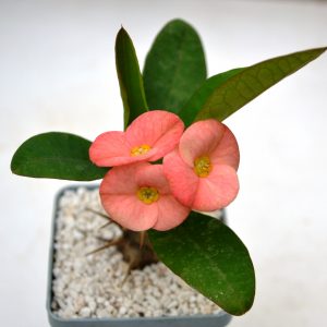 Euphorbia milii   (Tai)