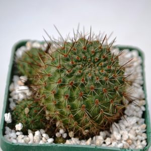 Rebutia donaldiana