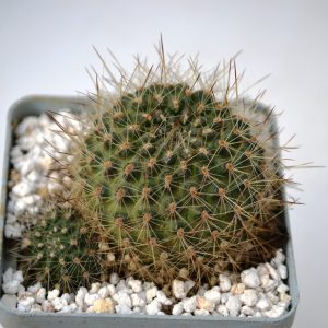 Rebutia simoneana R739