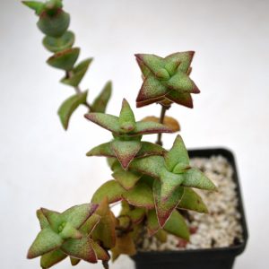 Crassula perforata