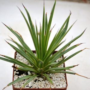 Agave stricta f. nana