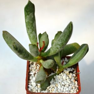 Adromischus halesowensis