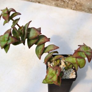 Crassula perforata