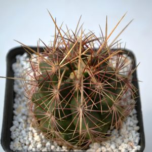 Thelocactus bicolor (Ko)