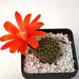 Rebutia sp.