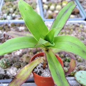 Dichorisandra fragrans (Золотой ус)