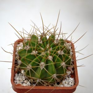 Acanthocalycium violaceum