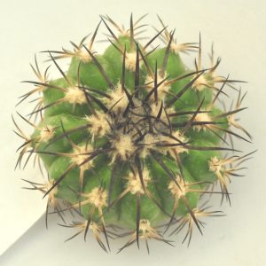 Discocactus alteolens (Buena Vista-Inhai 775m.,Minas Gerais, MH-587m.)(21.4с.1)