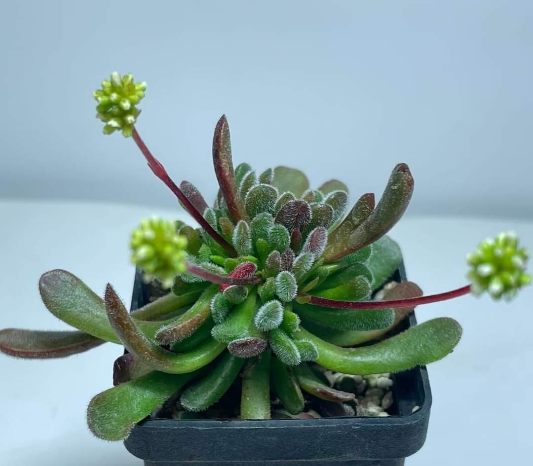 Crassula pubescens