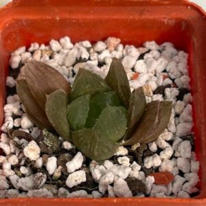 Haworthia cooperi v. pilifera