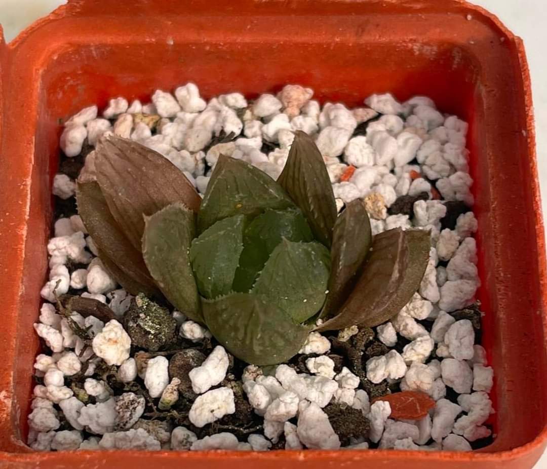 Haworthia cooperi v. pilifera
