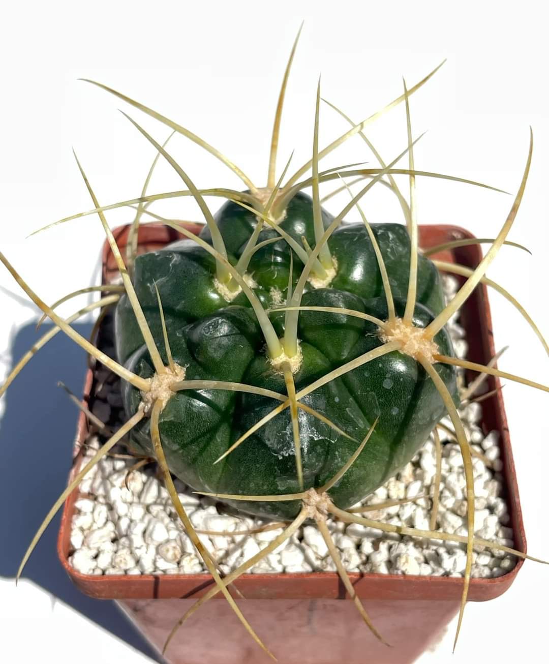 Gymnocalycium monvillei (Pl № 700)