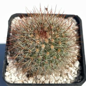 Mammillaria crassior (Ko)