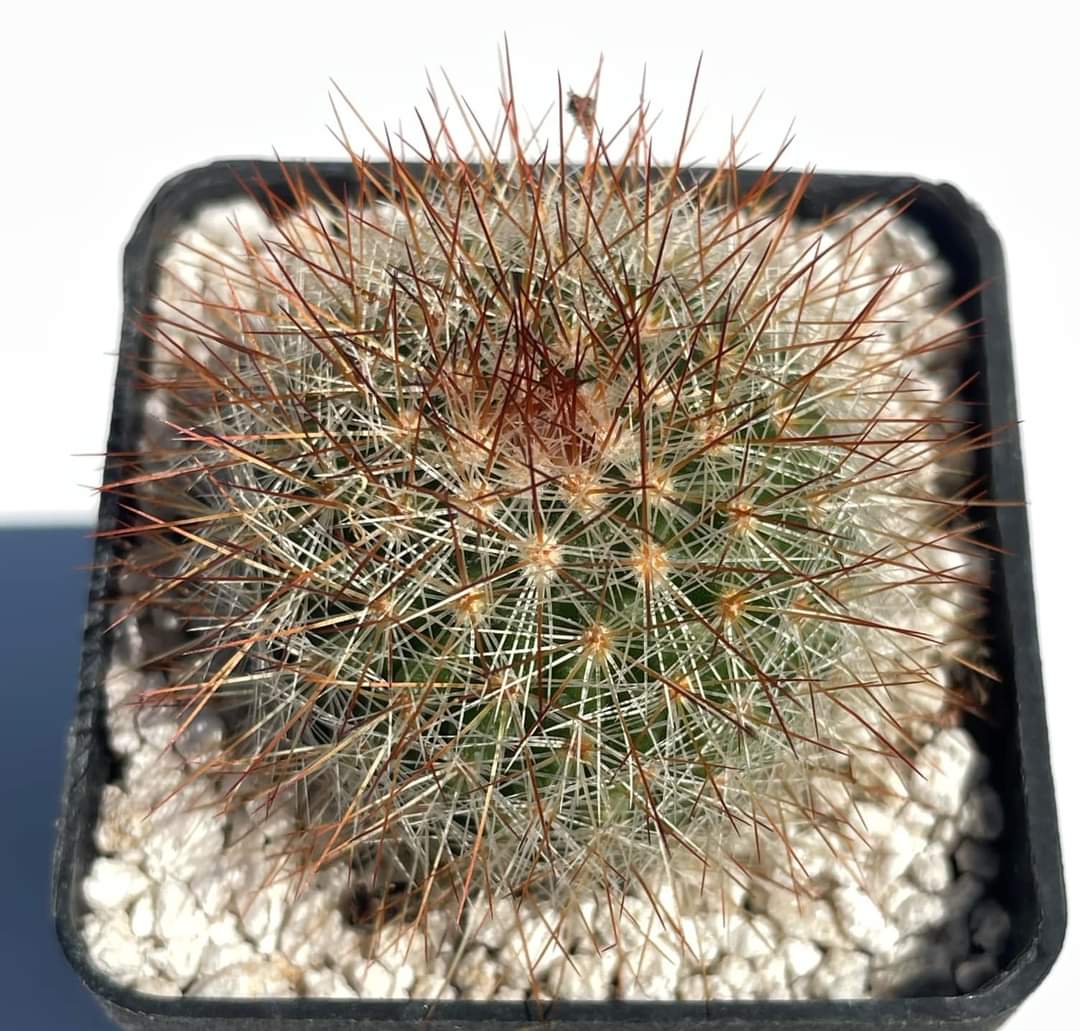 Mammillaria crassior (Ko)