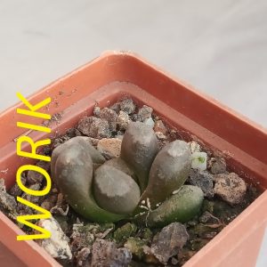 Haworthia maughanii IB 4820
