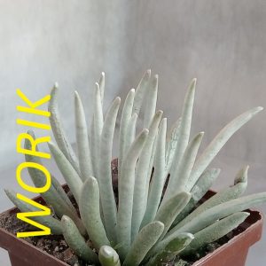 Senecio scaposus