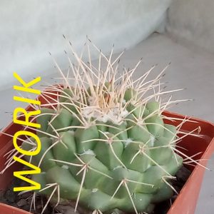 Mammillaria compressa