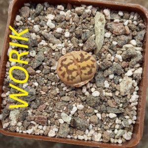 LITHOPS DOROTHEAE C124