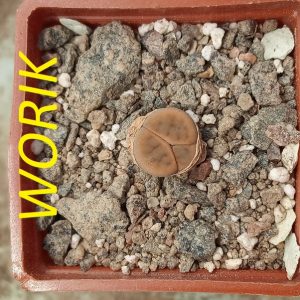 Lithops schwantesii v. marthae (Three leaf)