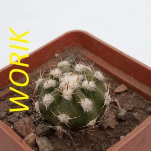 Echinopsis subdenudata