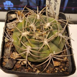 Gymnocalycium ambatoense P22 -s