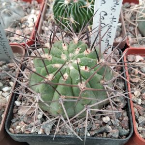 Acanthocalycium thionanthum LF43a -s