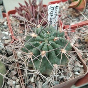 Acanthocalycium variiflorum  LT127 -Sierra Aconquija -s