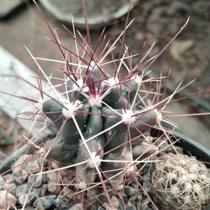 Ferocactus hamathacanthus v.longihamatus -s
