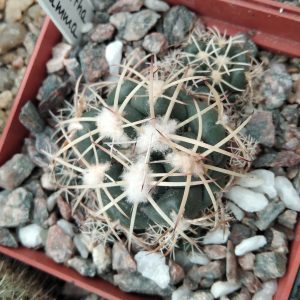 Coryphantha bumamma -s