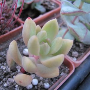 Sedum adolphii