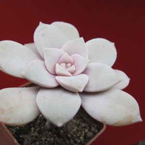 Graptopetalum superbum