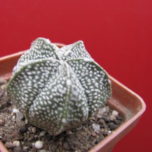 Astrophytum coahuilense x Hanazono