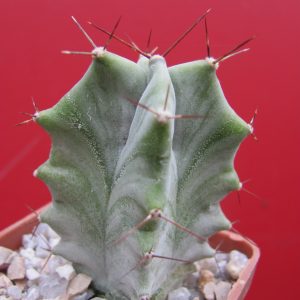 Lemairocereus pruinosus