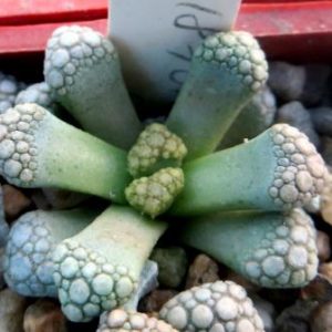 titanopsis hugo schlechteri alboviridis