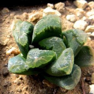 haworthia truncata hybrid