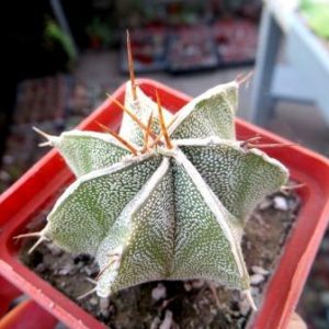 astrophytum ornatum hybrid