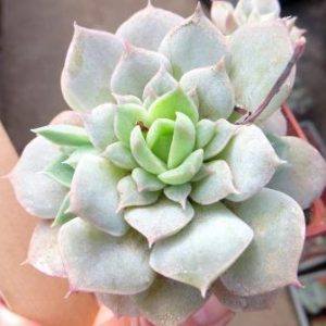 echeveria laui hybrid