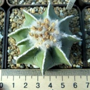 aztekium hintonii свои корни