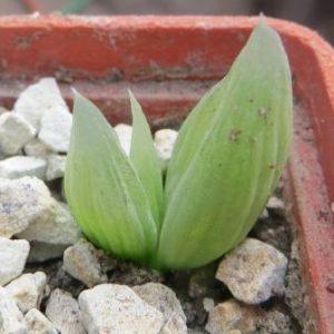 bulbine mesembryanthemoides