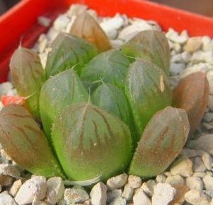 haworthia cooperi truncata