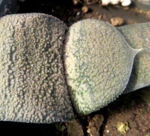 gasteria armstrongii Renny Wong