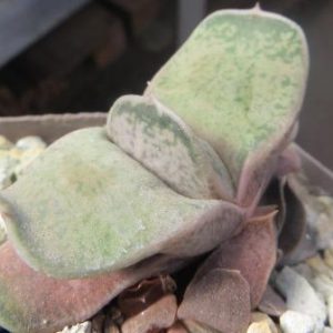 gasteria armstrongii Renny Wong