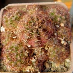 lobivia aurea dobeana